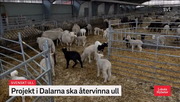 20240429-Lokala-Nyheter-Dalarna-29-apr-07-07
